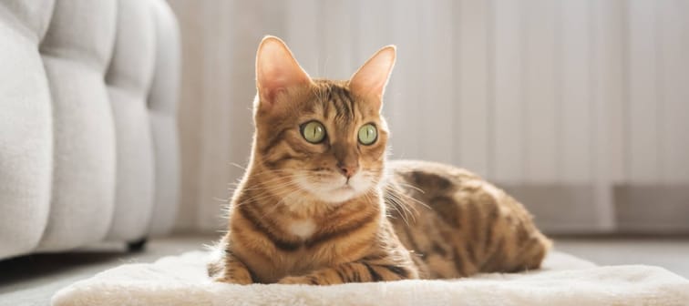 expensive cat breeds