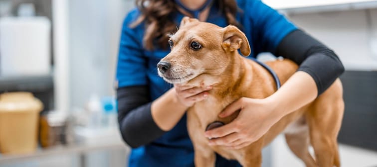 National Pet Health Insurance Day