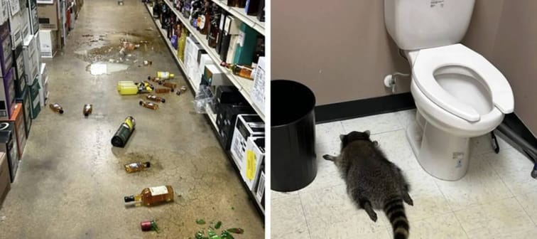 A very drunk raccoon found passed out in a bathroom after breaking into a VA liquor store